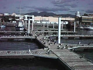 D10-01-BirdsOnDock1.jpg (69632 bytes)