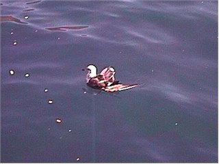 D11-03-LameDuck.jpg (73728 bytes)
