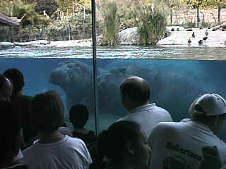 D17-02-Hippos2.jpg (73728 bytes)