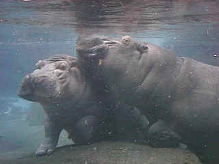 D17-04-Hippos4.jpg (73728 bytes)