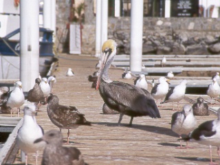 R2-08-PelicanAndSeagulls.jpg (39835 bytes)
