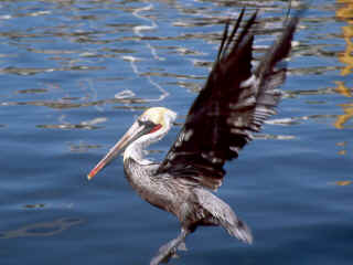 R2-11-Pelican.jpg (105270 bytes)