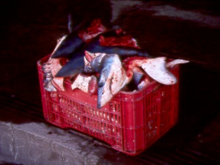 R2-14-SharkHeads.jpg (29956 bytes)
