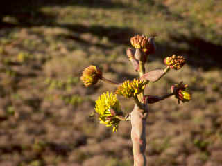 R2-36-CactusFlower.jpg (104348 bytes)