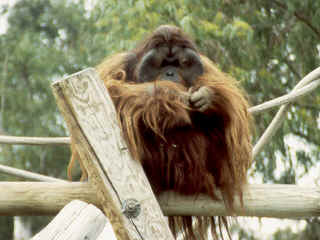 R4-03-Orangutang.jpg (165536 bytes)
