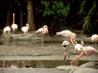 R4-05-PingFlamingos.jpg (129693 bytes)