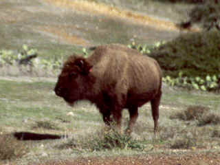 R4-24-Buffalo.jpg (166004 bytes)