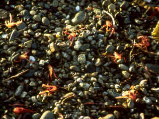R4-28-Crabs.jpg (173547 bytes)